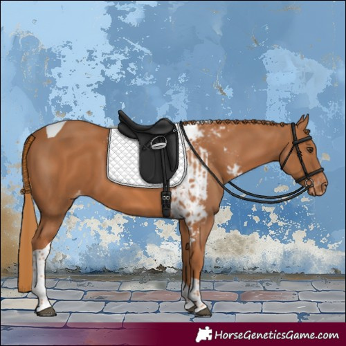 Horse Color:Chestnut Tobiano Skewed Appaloosa