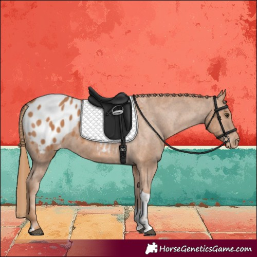 Horse Color:Chestnut Tobiano Blanket 