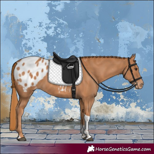 Horse Color:Chestnut Tobiano Appaloosa 