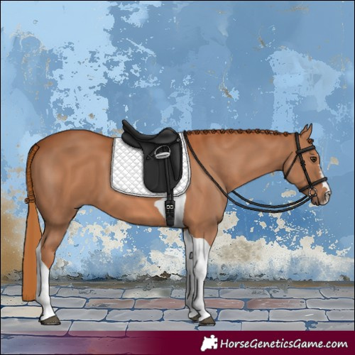 Horse Color:Chestnut Tobiano 