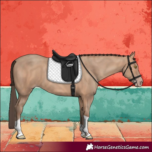 Horse Color:Amber Champagne Tobiano 