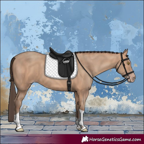 Horse Color:Amber Champagne Tobiano