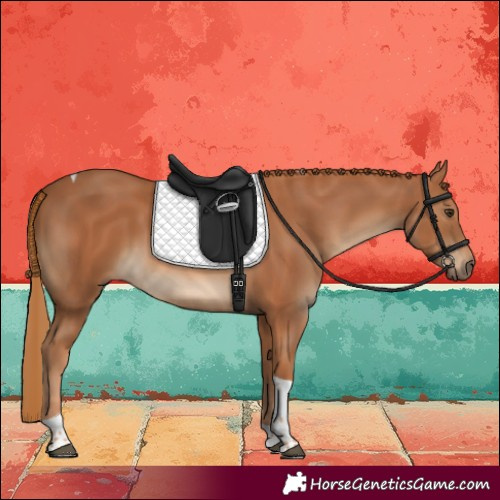 Horse Color:Chestnut Tobiano 