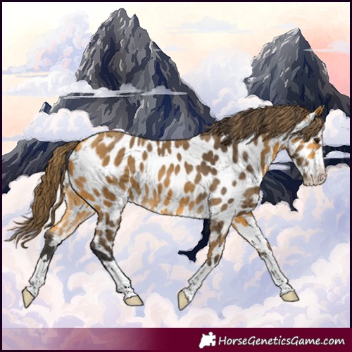 Horse Color:Buckskin Appaloosa