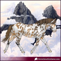 Horse Color:Buckskin Appaloosa