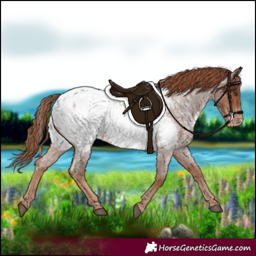 Horse Color:Red Roan Appaloosa 