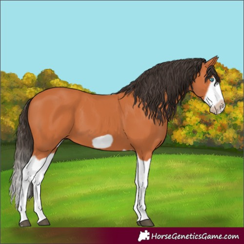 Horse Color:Bay Splash Frame