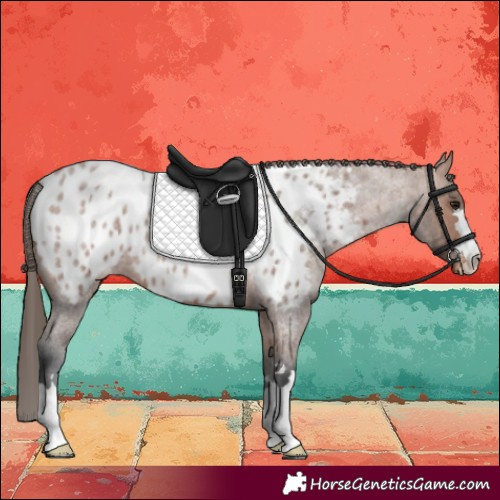 Horse Color:Bay Roan Near Leopard 