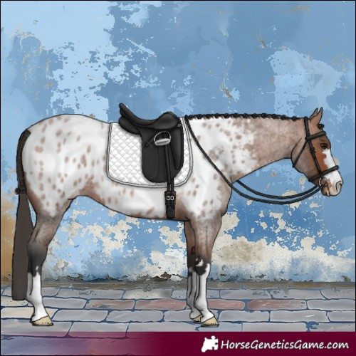 Horse Color:Bay Roan Appaloosa 