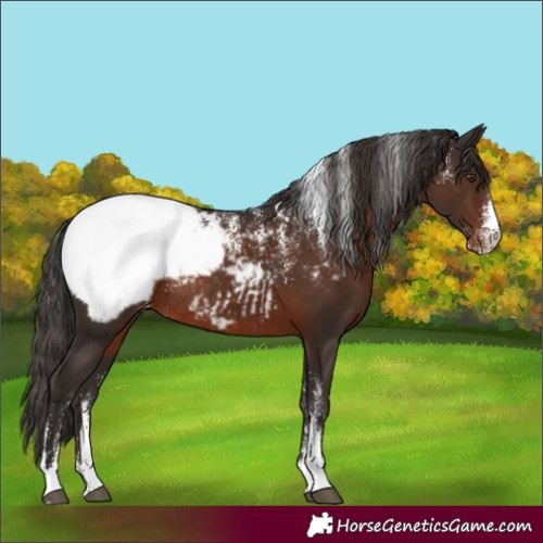 Horse Color:Powder White Liver Chestnut Appaloosa Rabicano 