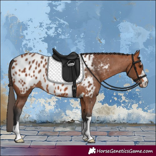 Horse Color:Bay Appaloosa 