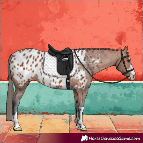 Horse Color:Bay Near Leopard 