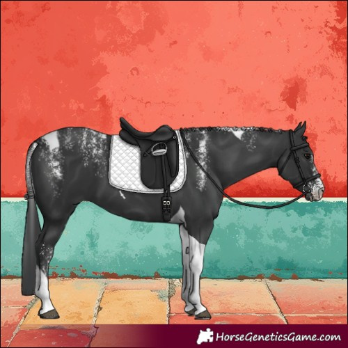 Horse Color:Powder White Black Tobiano 