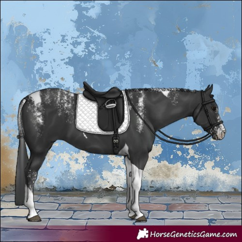 Horse Color:Powder White Black Tobiano 