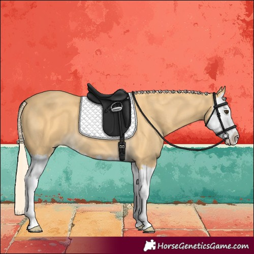 Horse Color:Palomino Splash 