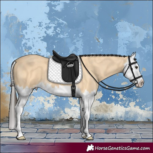 Horse Color:Buckskin Splash 