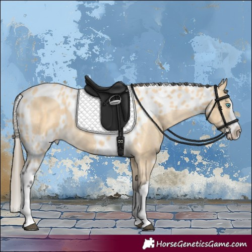 Horse Color:Buckskin Splash Skewed Appaloosa