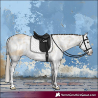 Horse Color:Buckskin Roan Splash Skewed LP Spotted 