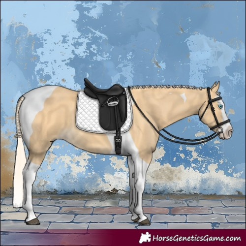 Horse Color:Palomino Splash Tobiano 