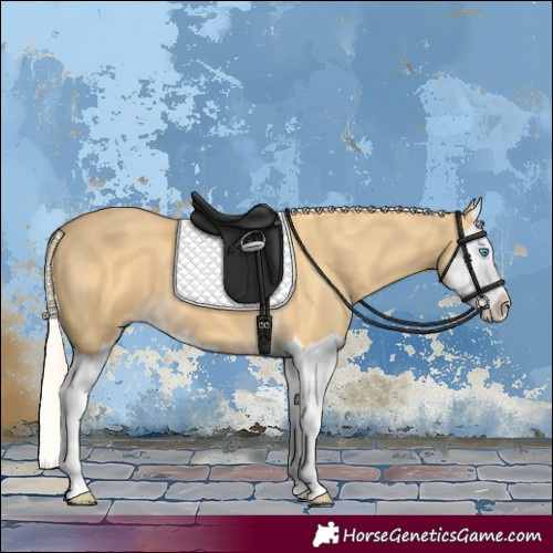 Horse Color:Palomino Splash 