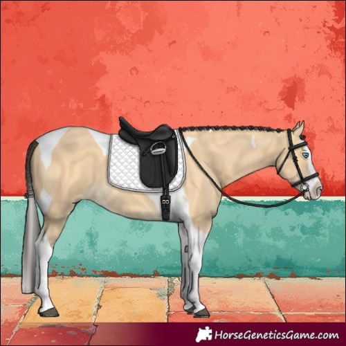 Horse Color:Buckskin Splash Tobiano 