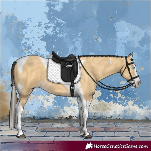 Horse Color:Buckskin Splash Tobiano 
