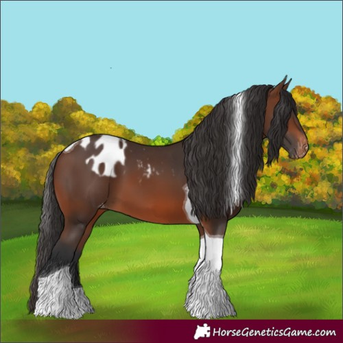 Horse Color:Brown Tobiano Skewed Appaloosa