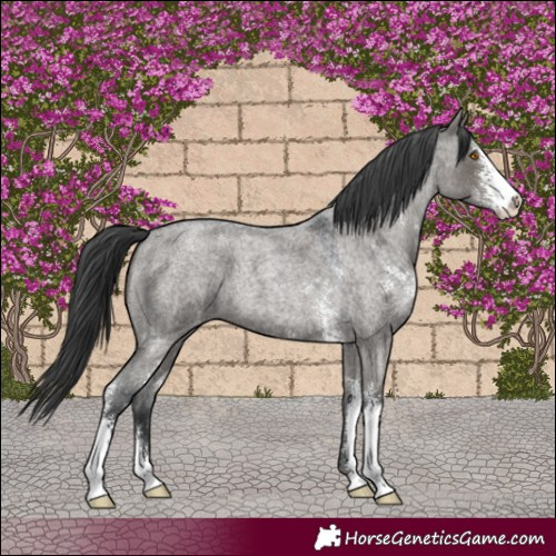 Horse Color:Grullo Roan Sabino Varnish