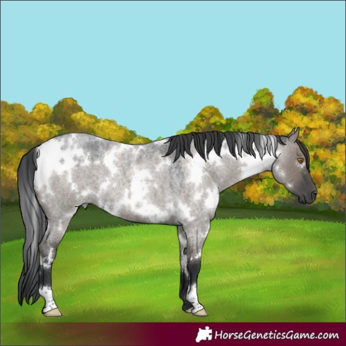 Horse Color:White Spotted Grullo Roan 