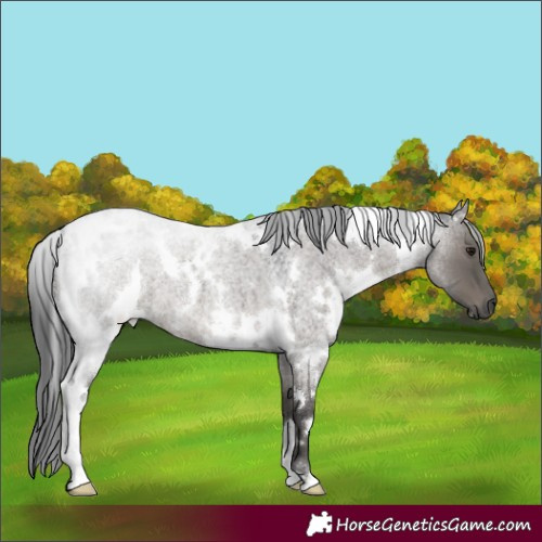 Horse Color:White Spotted Grullo Roan