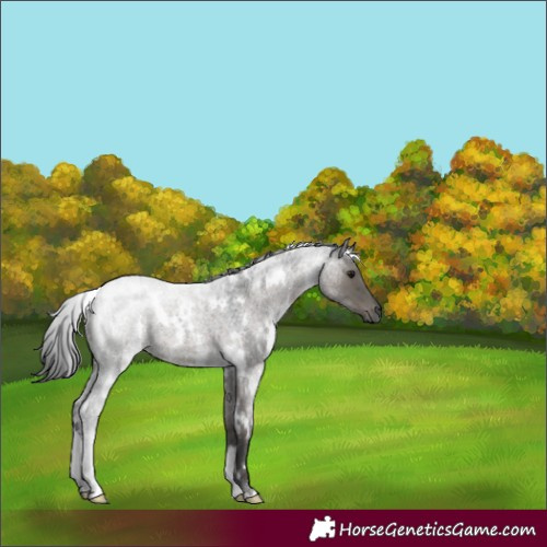 Horse Color:White Spotted Grullo Roan