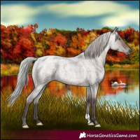 Horse Color:Silver Grullo Roan 