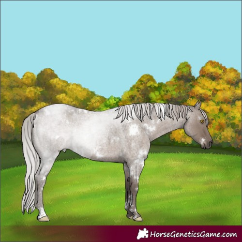 Horse Color:White Spotted Silver Grullo Roan
