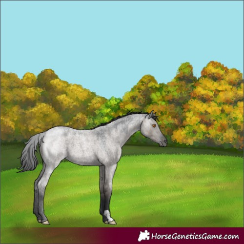 Horse Color:Grullo Roan 