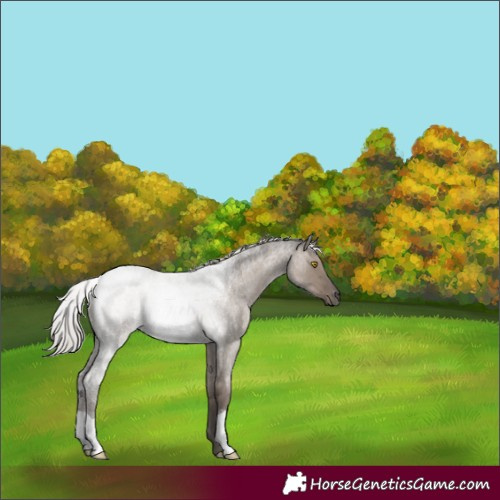 Horse Color:Silver Grullo Roan