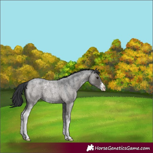 Horse Color:Grullo Roan Sabino 