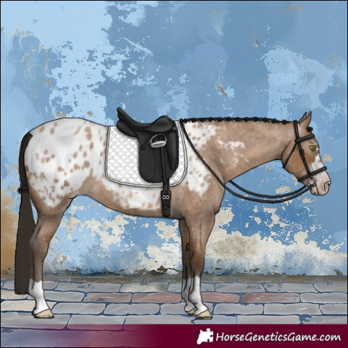 Horse Color:Gray Amber Champagne Roan Appaloosa 
