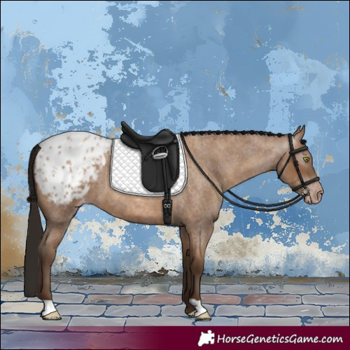 Horse Color:Gray Amber Champagne Roan Appaloosa 