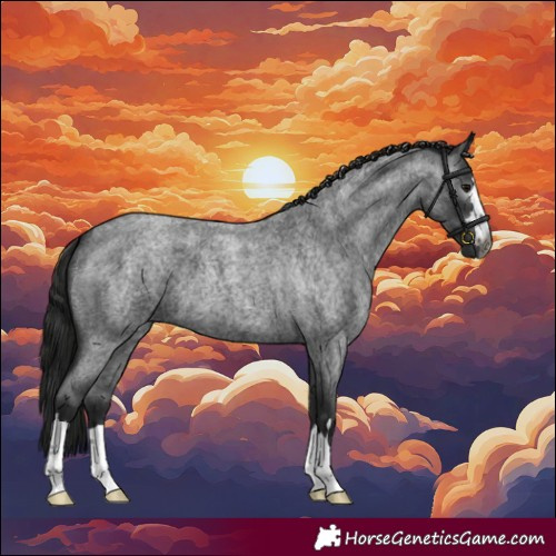Horse Color:Gray Blue Roan 