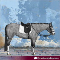 Horse Color:Gray Blue Roan 