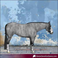 Horse Color:Gray Blue Roan 