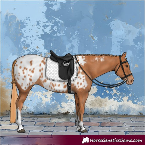 Horse Color:Chestnut Tobiano Appaloosa Rabicano 