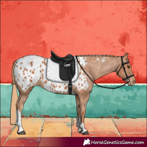 Horse Color:Chestnut Tobiano Blanket Rabicano 