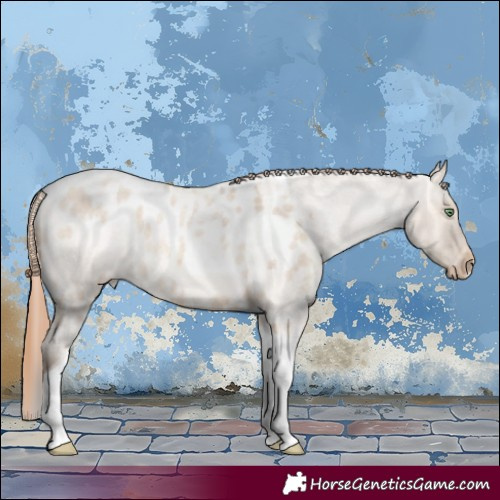 Horse Color:Amber Champagne Roan Dun Tobiano Skewed LP Spotted Rabicano 