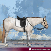 Horse Color:Amber Champagne Roan Dun Tobiano Skewed Appaloosa Rabicano 