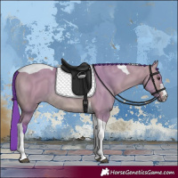 Horse Color:Watercolor Bay Dun Tobiano Rabicano 