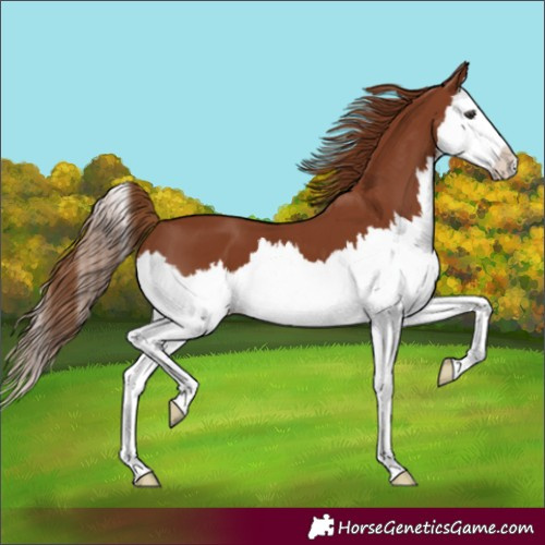 Horse Color:Chestnut Splash 