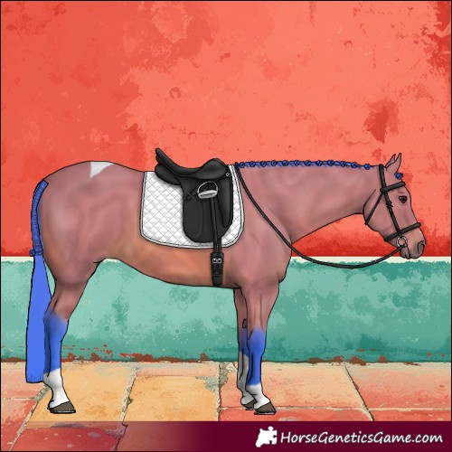 Horse Color:Watercolor Bay Tobiano 