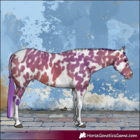 Horse Color:Watercolor Bay Tobiano Appaloosa 