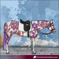 Horse Color:Watercolor Bay Tobiano Appaloosa